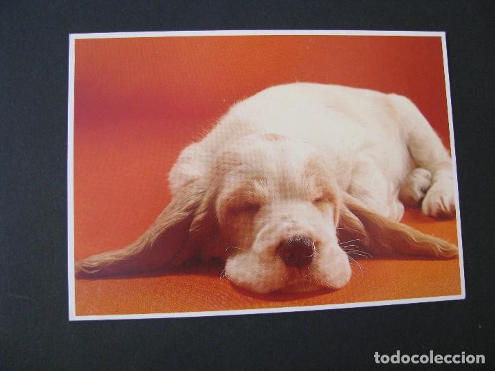 Postales: POSTAL DE PERRO. ED? N&ordm; 2