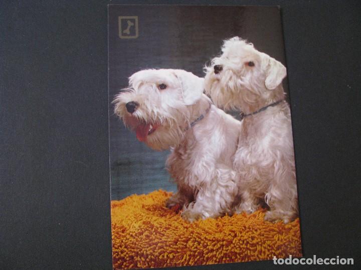 Postales: POSTAL DE PERROS. FISA. SERIE 3066/4.