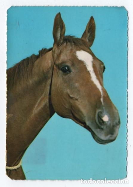 Postales: (ALB-TC-23) POSTAL TEMA CABALLOS CABALLO ESCRITA CON SELLO