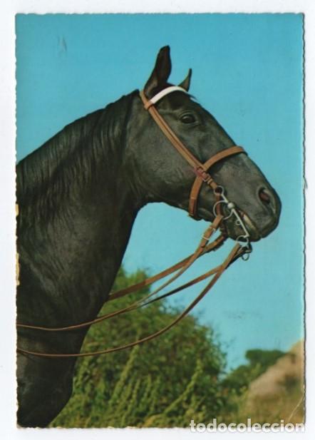 Postales: (ALB-TC-23) POSTAL TEMA CABALLOS CABALLO ESCRITA CON SELLO