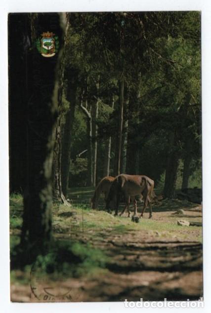 Postales: (ALB-TC-23) POSTAL TEMA CABALLOS CABALLO ESCRITA CON SELLO