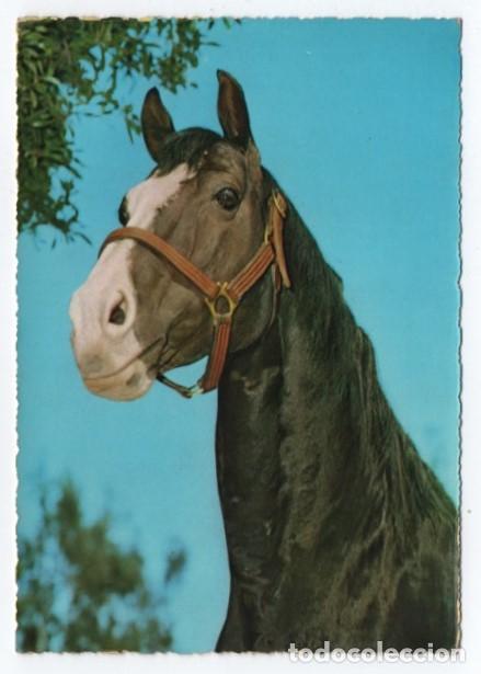 Postales: (ALB-TC-23) POSTAL TEMA CABALLOS CABALLO ESCRITA