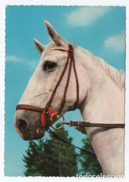 Cartes Postales: (ALB-TC-23) POSTAL TEMA CABALLOS CABALLO ESCRITA