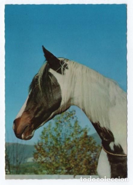 Cartes Postales: (ALB-TC-23) POSTAL TEMA CABALLOS CABALLO ESCRITA