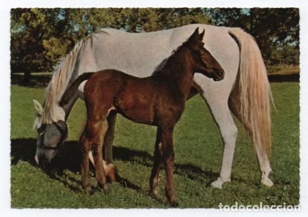 Cartes Postales: (ALB-TC-23) POSTAL TEMA CABALLOS CABALLO ESCRITA