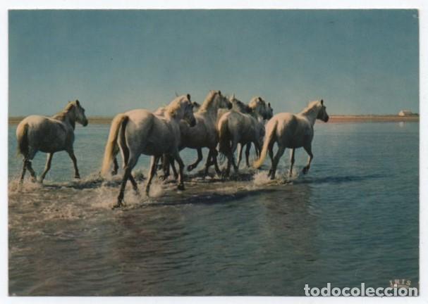 Cartes Postales: (ALB-TC-23) POSTAL TEMA CABALLOS CABALLO ESCRITA