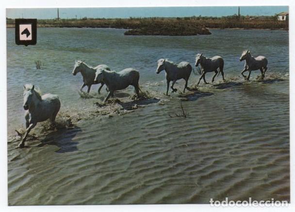 Cartes Postales: (ALB-TC-23) POSTAL TEMA CABALLOS CABALLO ESCRITA