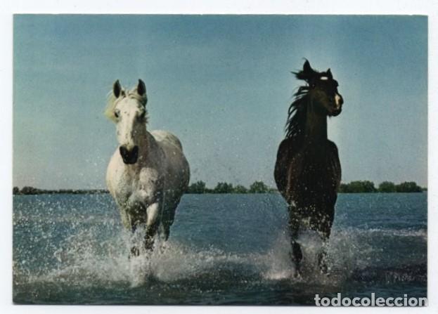 Cartes Postales: (ALB-TC-23) POSTAL TEMA CABALLOS CABALLO NUEVA