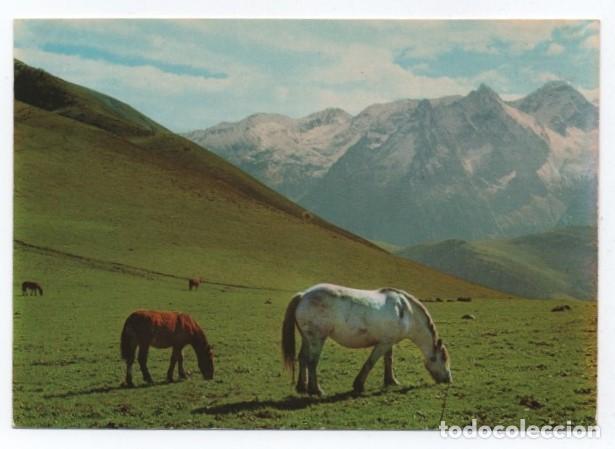Cartes Postales: (ALB-TC-23) POSTAL TEMA CABALLOS CABALLO NUEVA