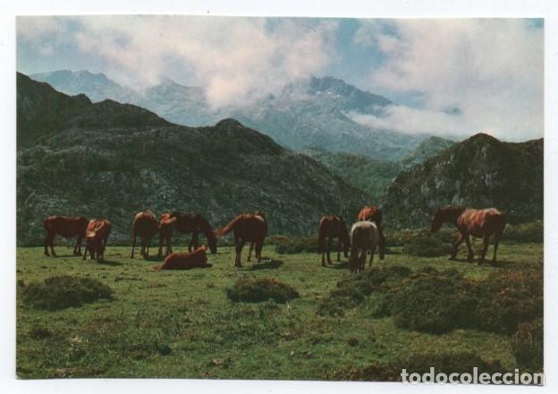 Cartes Postales: (ALB-TC-23) POSTAL TEMA CABALLOS CABALLO NUEVA