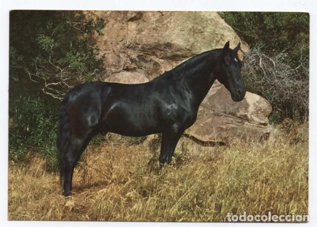 Cartes Postales: (ALB-TC-23) POSTAL TEMA CABALLOS CABALLO NUEVA