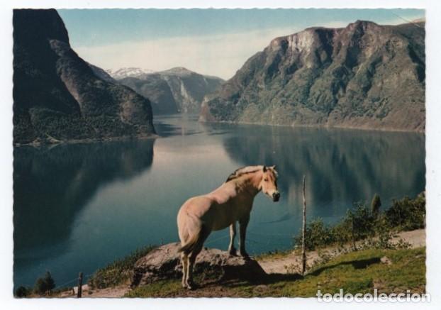 Cartes Postales: (ALB-TC-23) POSTAL TEMA CABALLOS CABALLO NUEVA
