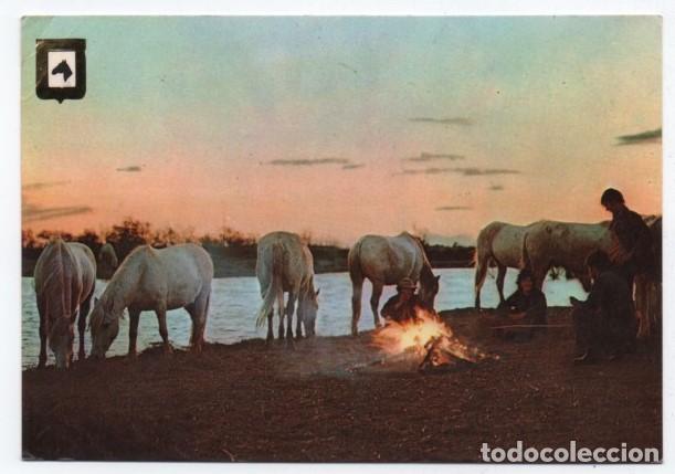Cartes Postales: (ALB-TC-23) POSTAL TEMA CABALLOS CABALLO NUEVA
