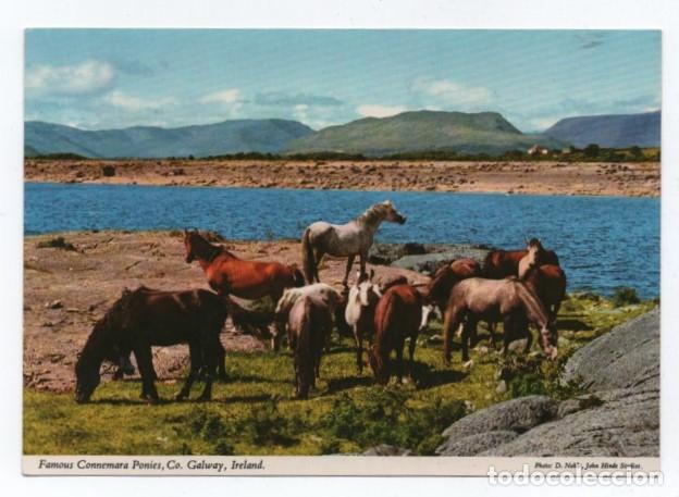Cartes Postales: (ALB-TC-23) POSTAL TEMA CABALLOS CABALLO NUEVA