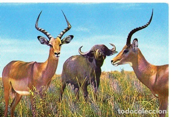 Postais: AFRICAN BUFFALO *** POSTAL SIN CIRCULAR