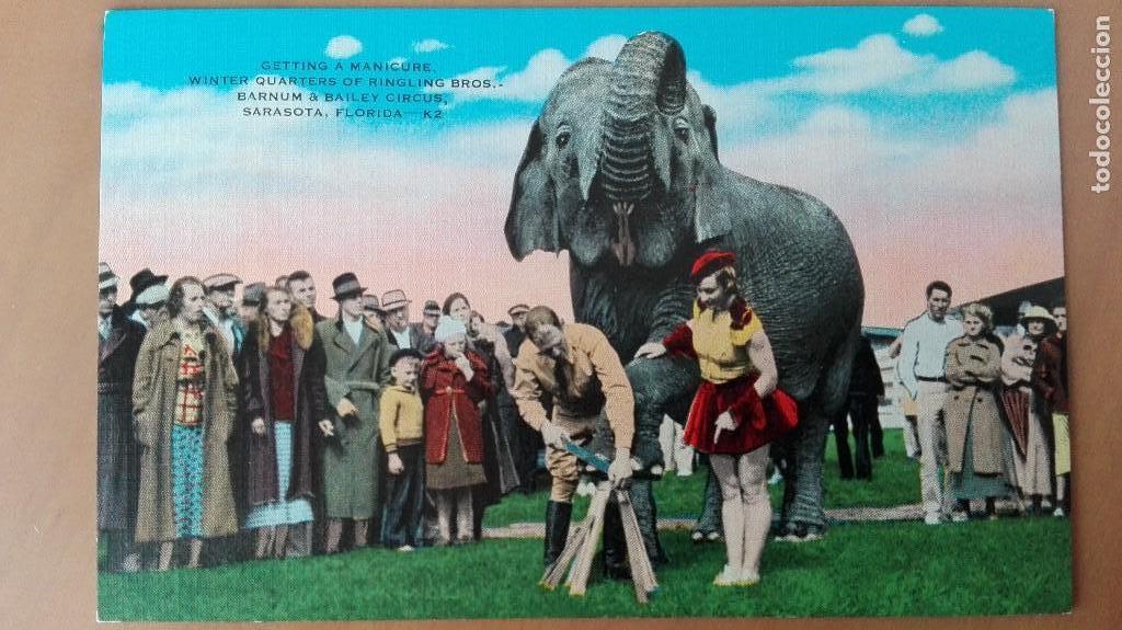 Postais: POSTAL ANIMALES ELEFANTES ELEPHANTS BARNUM & BARNLEY CIRCO EDIC KROPP COLOR PERFECTA CONSERVACION