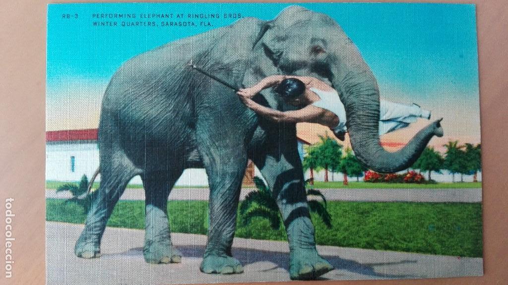 Cartes Postales: POSTAL ANIMALES ELEFANTES ELEPHANTS RINGLING BROS CIRCO EDIC HARTMAN CARD COLOR PERFECTA CONSERVACIO