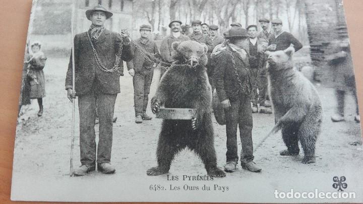 Postcards: RARISIMA POSTAL OSO OSOS N&ordm; 6482 LES OURS DU PAYS DEPT 65 HAUTES PYRENEES PERFECTA CONSERVA ANIMALES