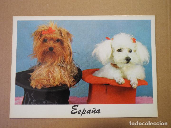Postais: Postal perros. Espa&ntilde;a Escrita Ed. O7 Escrita 2002