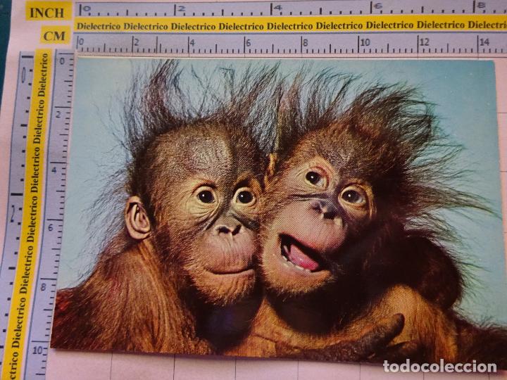 Postales: POSTAL DE ANIMALES. SIMIOS. MONO . 2407 - Foto 1