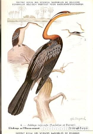 Postais: Belgica ** & Real Instituto de Ciencias Naturales de B&eacute;lgica, Anhinga Rufa (6)