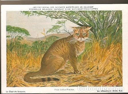 Postais: Belgica ** & Real Instituto de Ciencias Naturales de B&eacute;lgica,Felis Lybica (7)