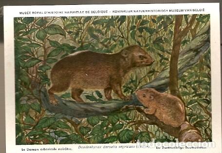 Postais: Belgica ** & Real Instituto de Ciencias Naturales de B&eacute;lgica, Dendrohyrax Dorsalis (29)