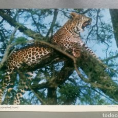 Postales: POSTAL AFRICA ANIMALES LEOPARDO LEOPARD JOHN HINDE