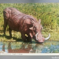 Postales: POSTAL AFRICA ANIMALES WARTHOG JABALI JOHN HINDE. Lote 127677122