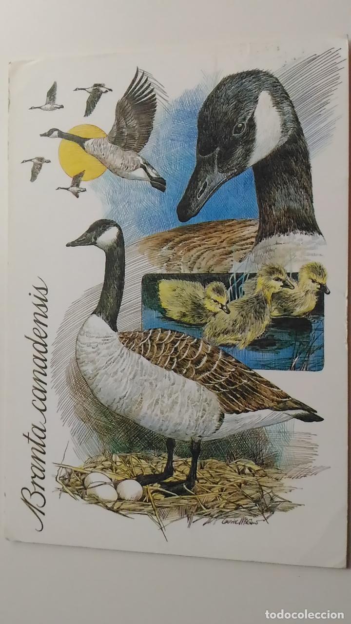 Postkarten: Postal de patos. Branta canadienses. Circulada 1988. Sello y Fijasello