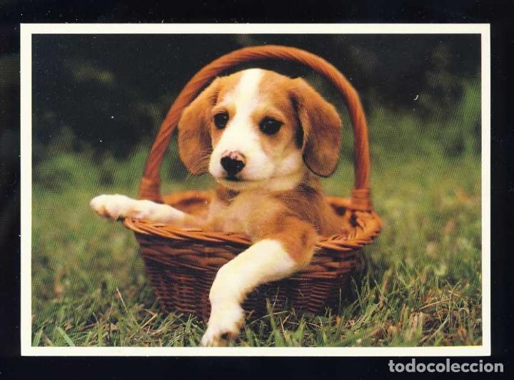 Postales: Postal de animales: Perro