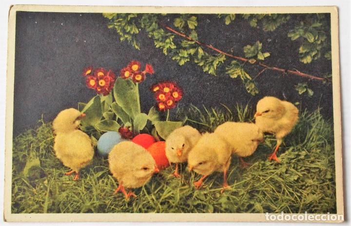 Postais: Pollitos en zona vegetal. Postal suiza. Nueva. Color