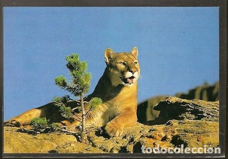 Postais: China ** & Postale, Fauna Leon (3)