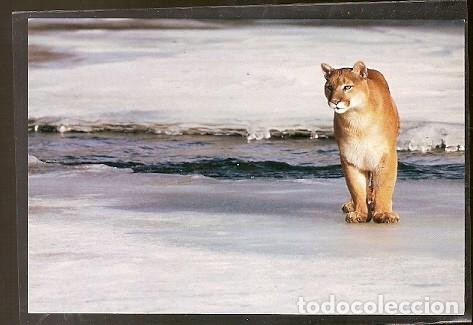 Postais: China ** & Fauna Leon (4)  costas 3e