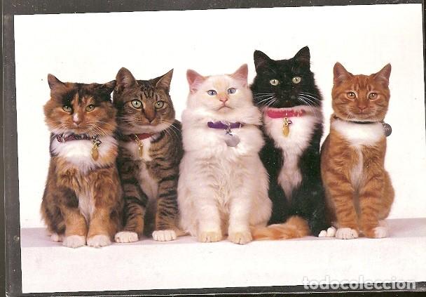 Postais: China `** & Postale, Gatone (19)