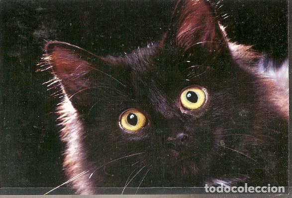 Postais: China ** & Postale, Gatone (18)
