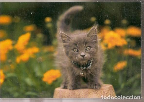 Postais: China ** & Postale, Gatone (17)