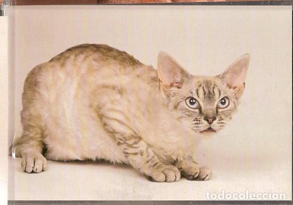 Postais: China ** & Postale, Gatone (16)