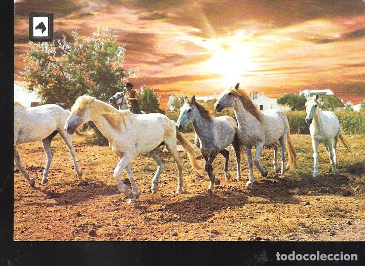 Postales: Serie Caballos.. N&ordm; 9 - Foto 1