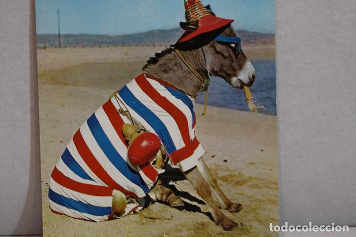 Cartes Postales: Postal Animales C&oacute;micos/ Burro en la playa n&ordm; 3 Que rica es! A.Subirats Casanovas 1962-Fisa