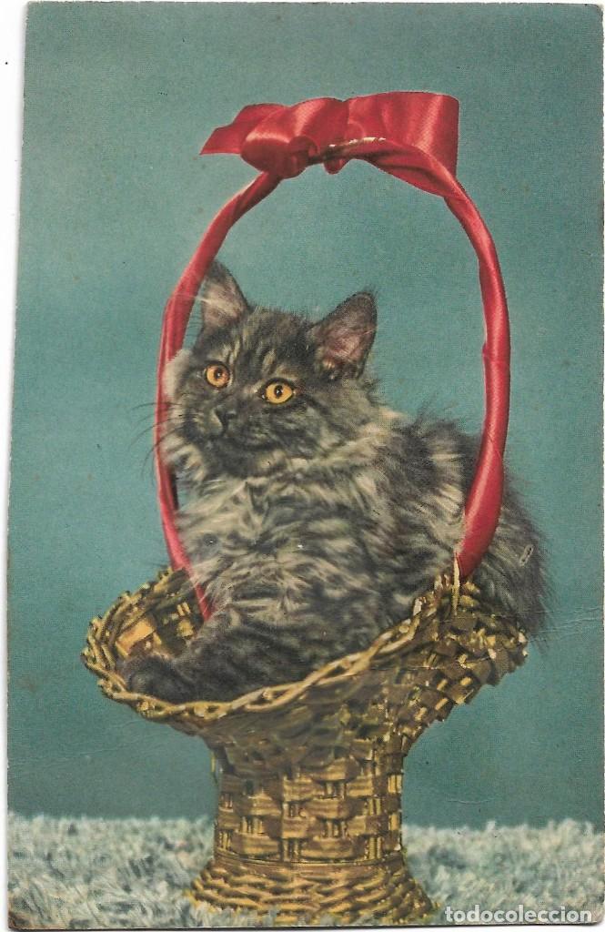 Postales: GATO .- EDITIONS RHODAINA - Foto 1