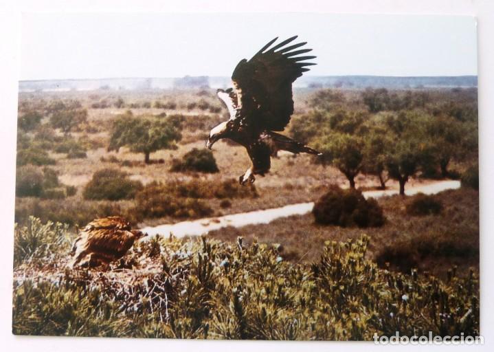 Postais: POSTAL ANDALUCIA M. Y M. RAPAZ. AVES. FOTO ENRIQUE YSASI.