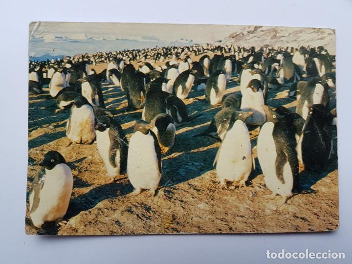 Postais: ADELIE PENGUIN COLONY