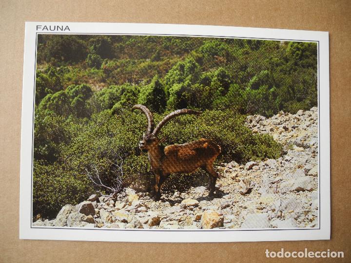 Postais: Cabra Mont&eacute;s. FYF 27. Ed. Sicilia. Nueva sin circular.