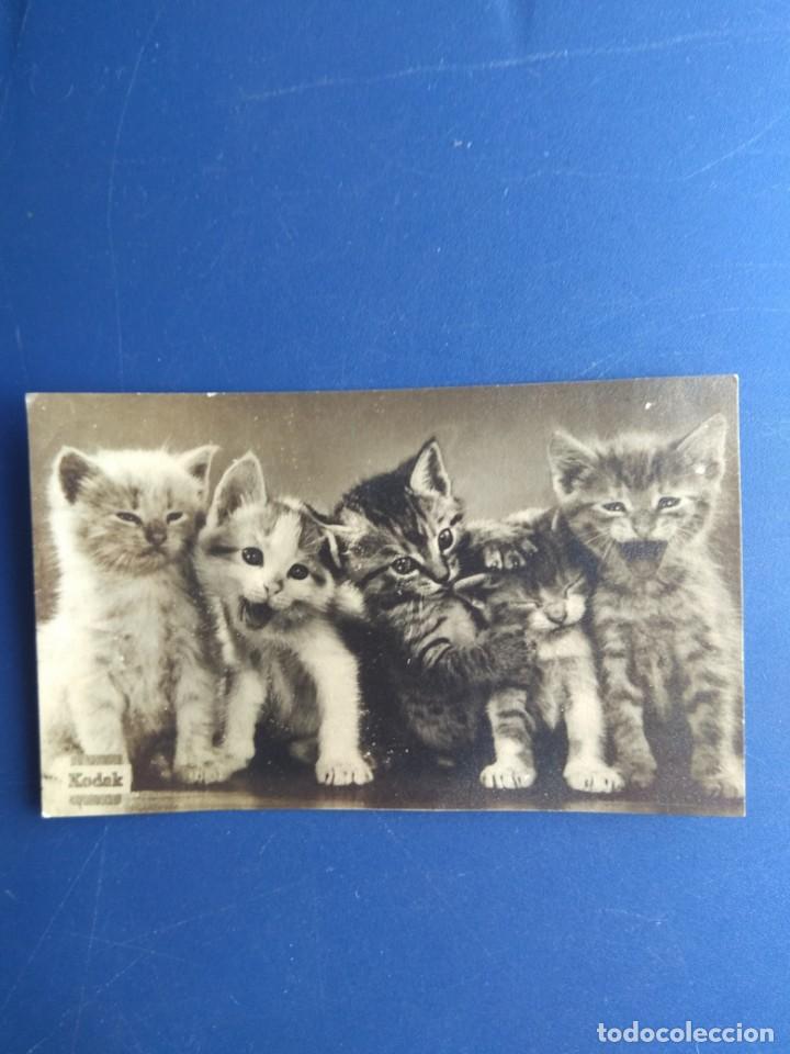 Postais: Tarjeta Publicitaria Kodak - Tema Gatos -