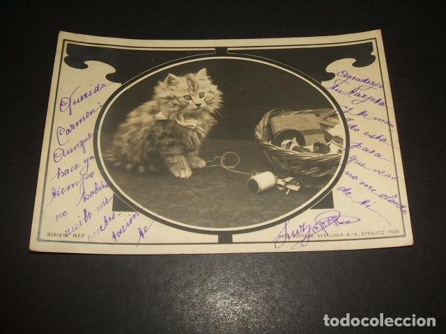 Postales: GATO CON OVILLO POSTAL - Foto 1