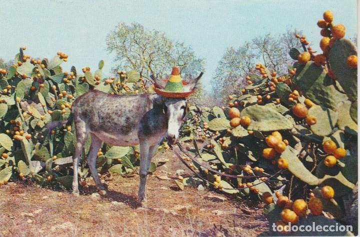 Postais: (5008) ASNO EN UN CAMPO DE CHUMBERAS