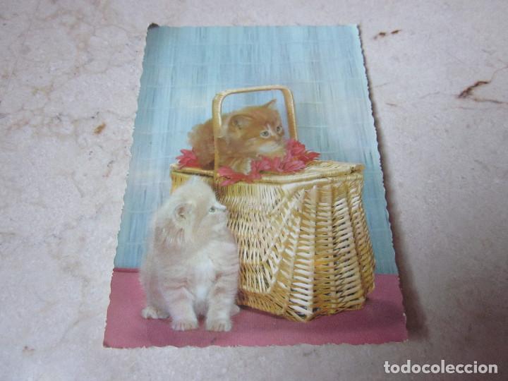 Postales: POSTAL ESCRITA A&Ntilde;OS 60 GATOS