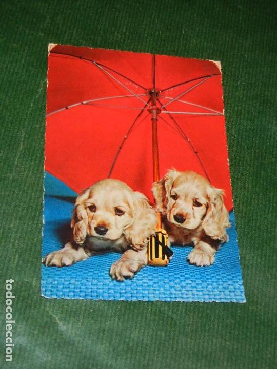 Postales: ANTIGUA POSTAL ITALIANA CECAMI 293 - CACHORROS PERRO Y SOMBRILLA
