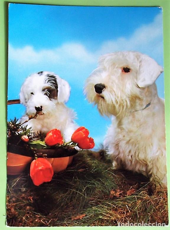 Postales: Perros, cesto con flores. Colecci&oacute;n Perla. Usada. Color
